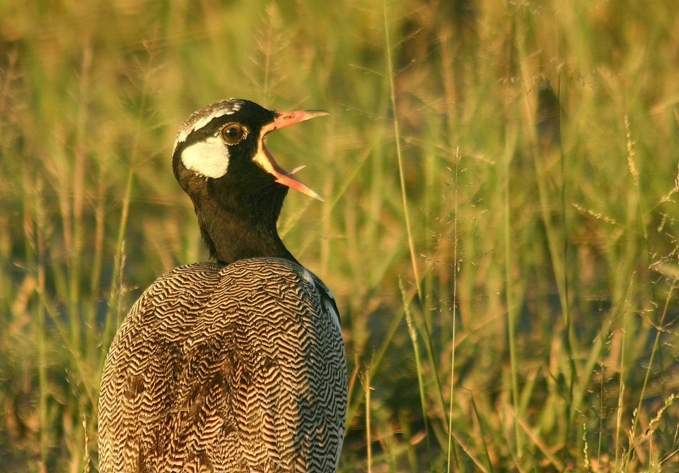 Bird in botswana