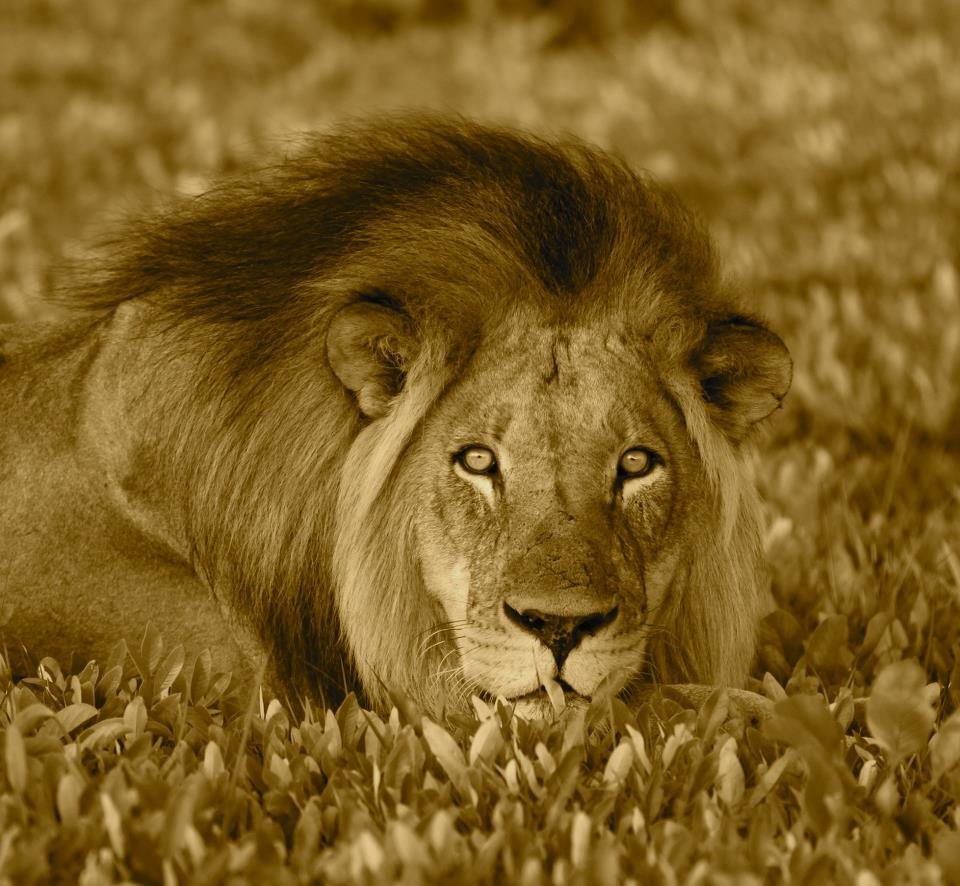 Liuwa Plains, Zambia