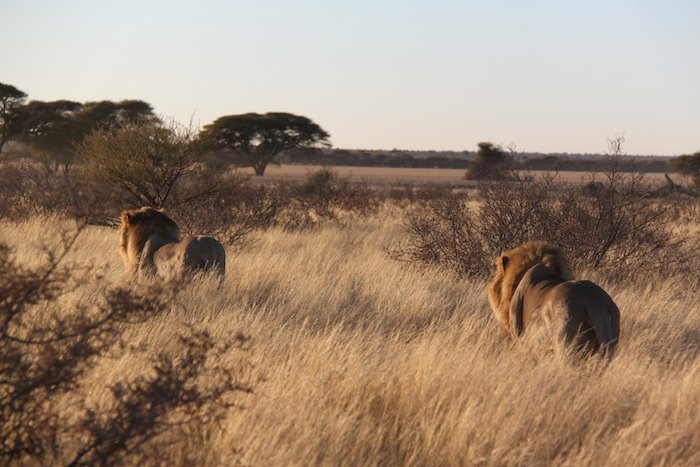 Entry Requirements: How to Make Sure Your Safari Doesn’t End Before It Begins