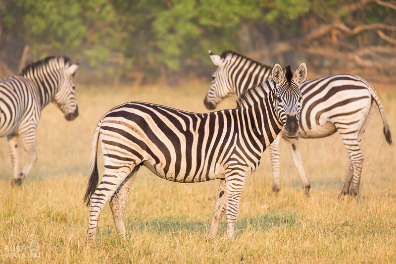 Bush Ways’ new safari