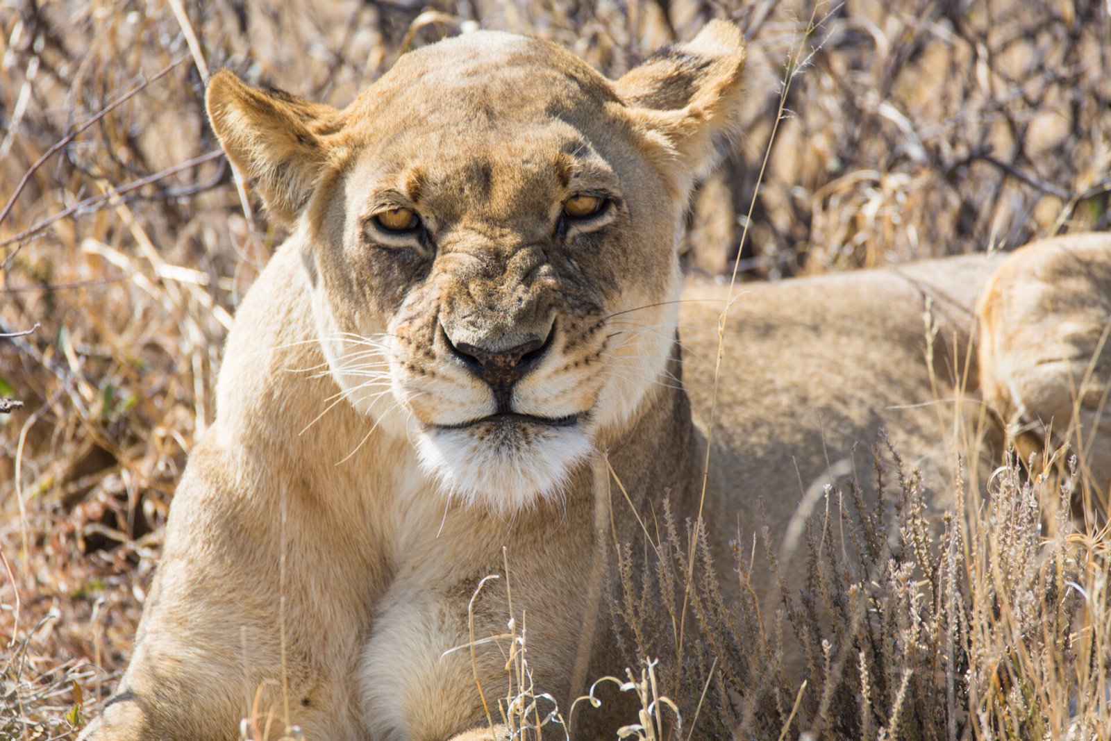 The Top 10 Animals to See on a Botswana Safari