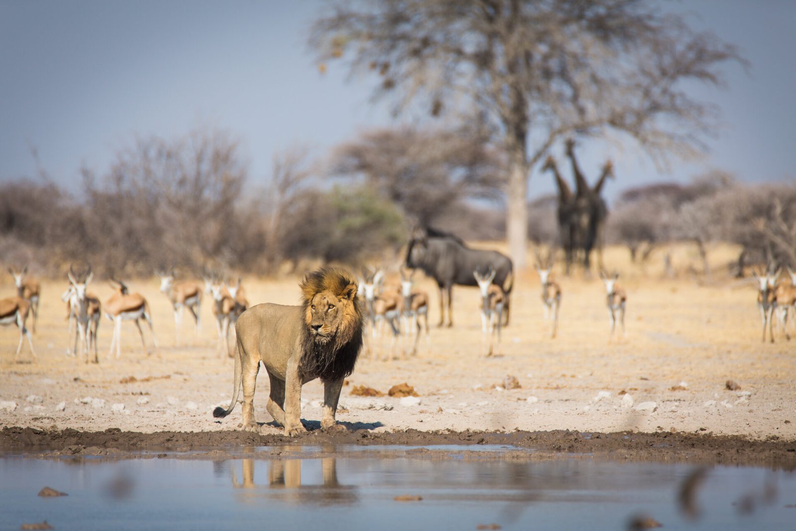 The Seasonal Migration Guide To Botswana’s Native Animals